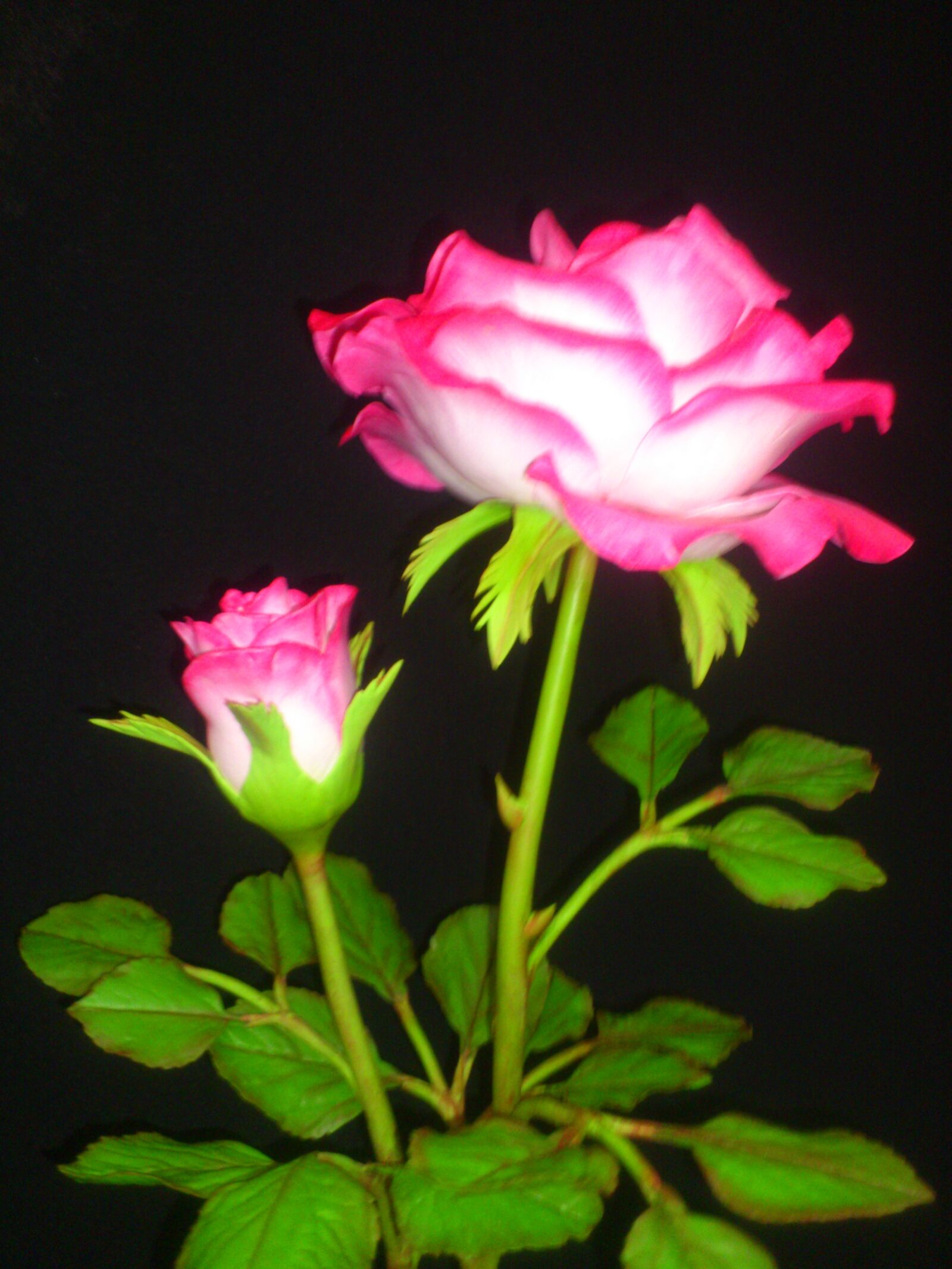 Sony Ericsson Xperia arc S sample photo. Roses, art clay, made photography
