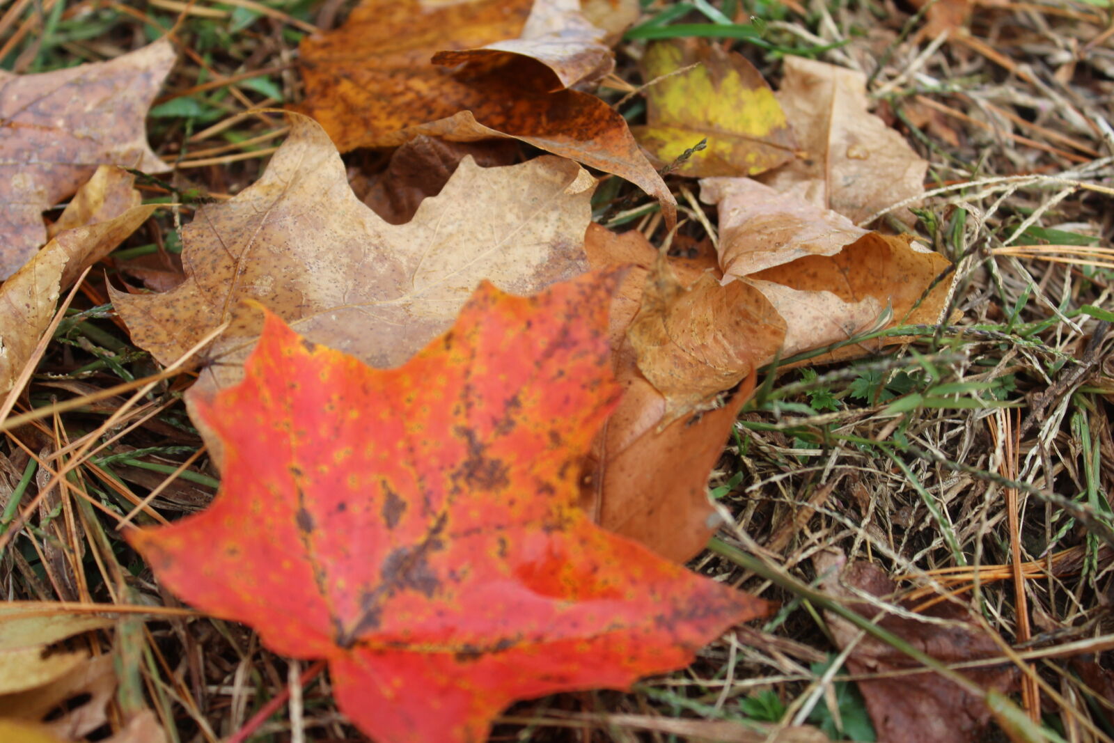 Canon EOS 1200D (EOS Rebel T5 / EOS Kiss X70 / EOS Hi) sample photo. Fall, foliage, fall, leaves photography