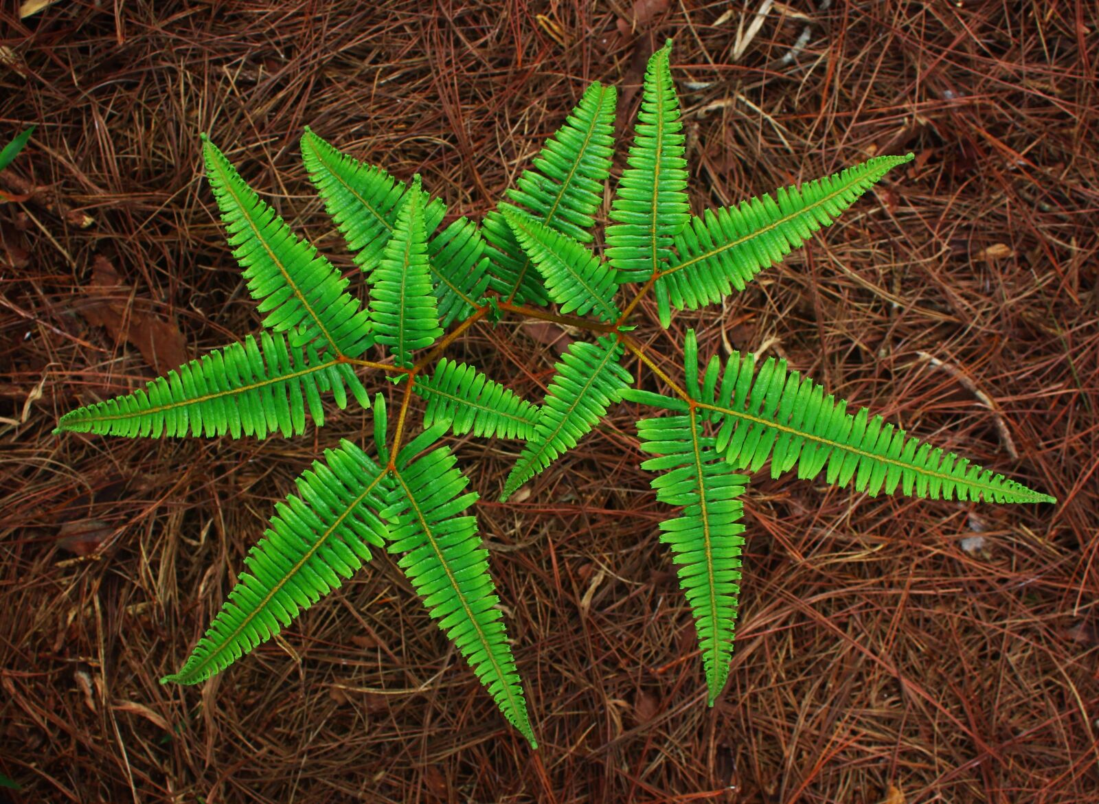 Canon EOS 700D (EOS Rebel T5i / EOS Kiss X7i) sample photo. Fern, top fern, pine photography