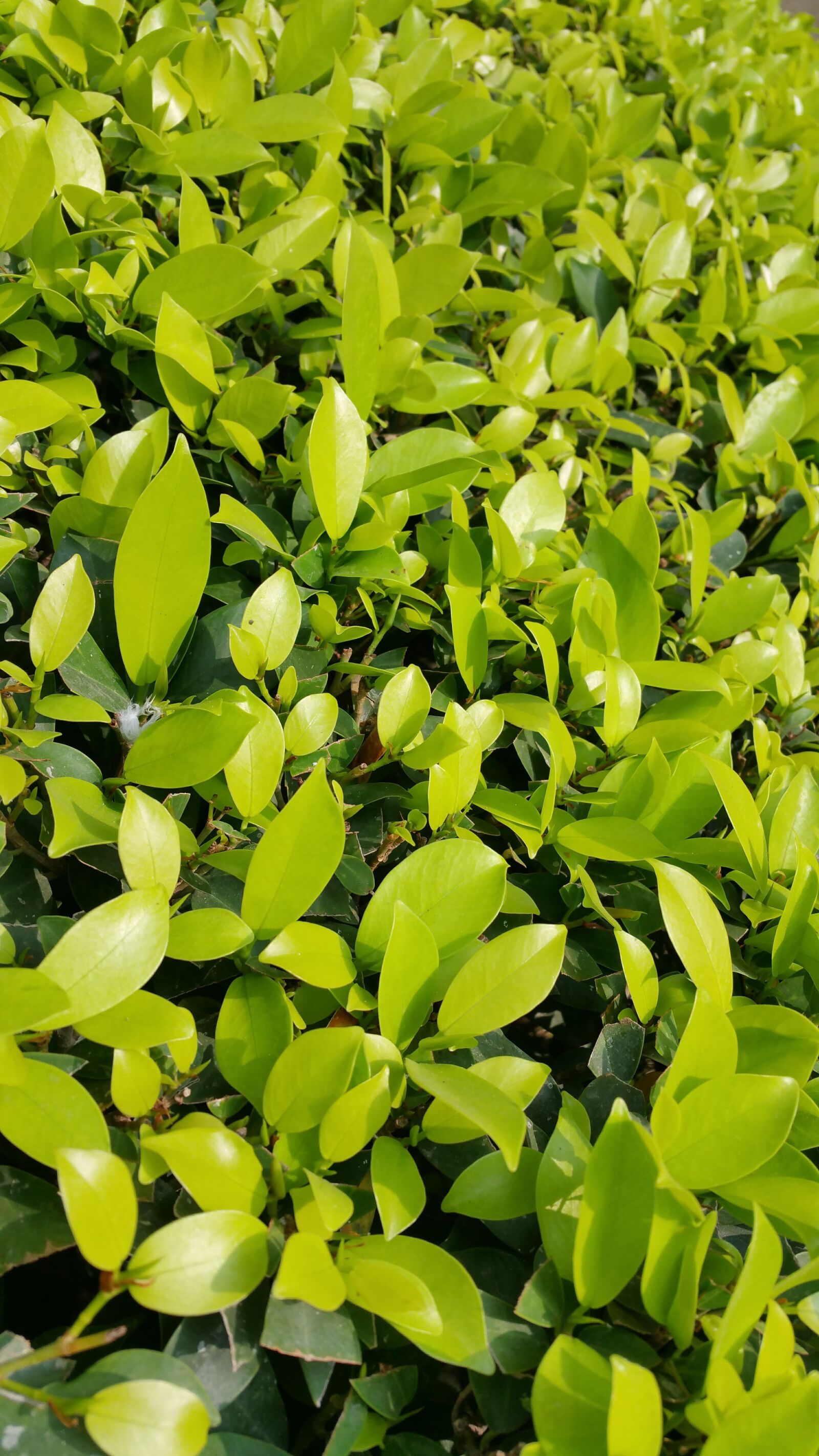 Samsung Galaxy Note4 sample photo. Boundary, dark, green, desktop photography