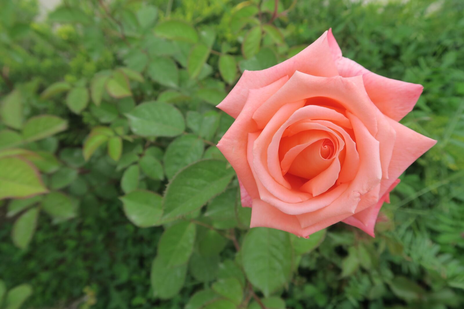 Canon PowerShot G7 X sample photo. Rose, spring, orange roses photography