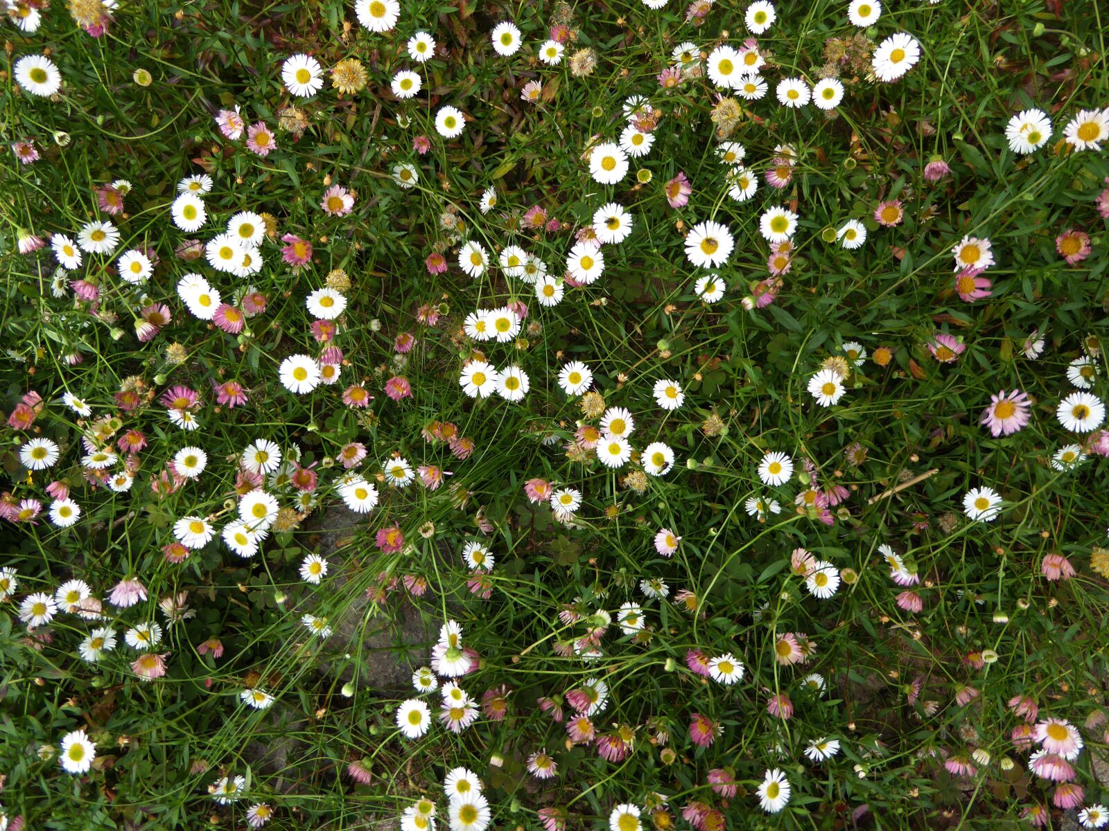 Panasonic DMC-TZ61 sample photo. Daisy, colorful flower meadow photography