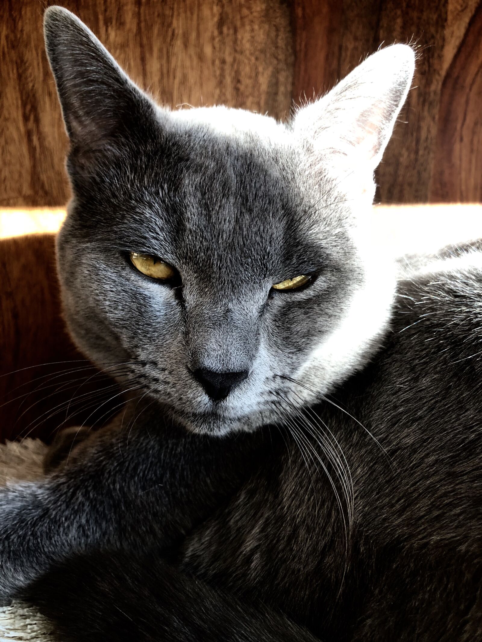 iPhone 8 Plus back dual camera 3.99mm f/1.8 sample photo. Cat, animal, pet photography