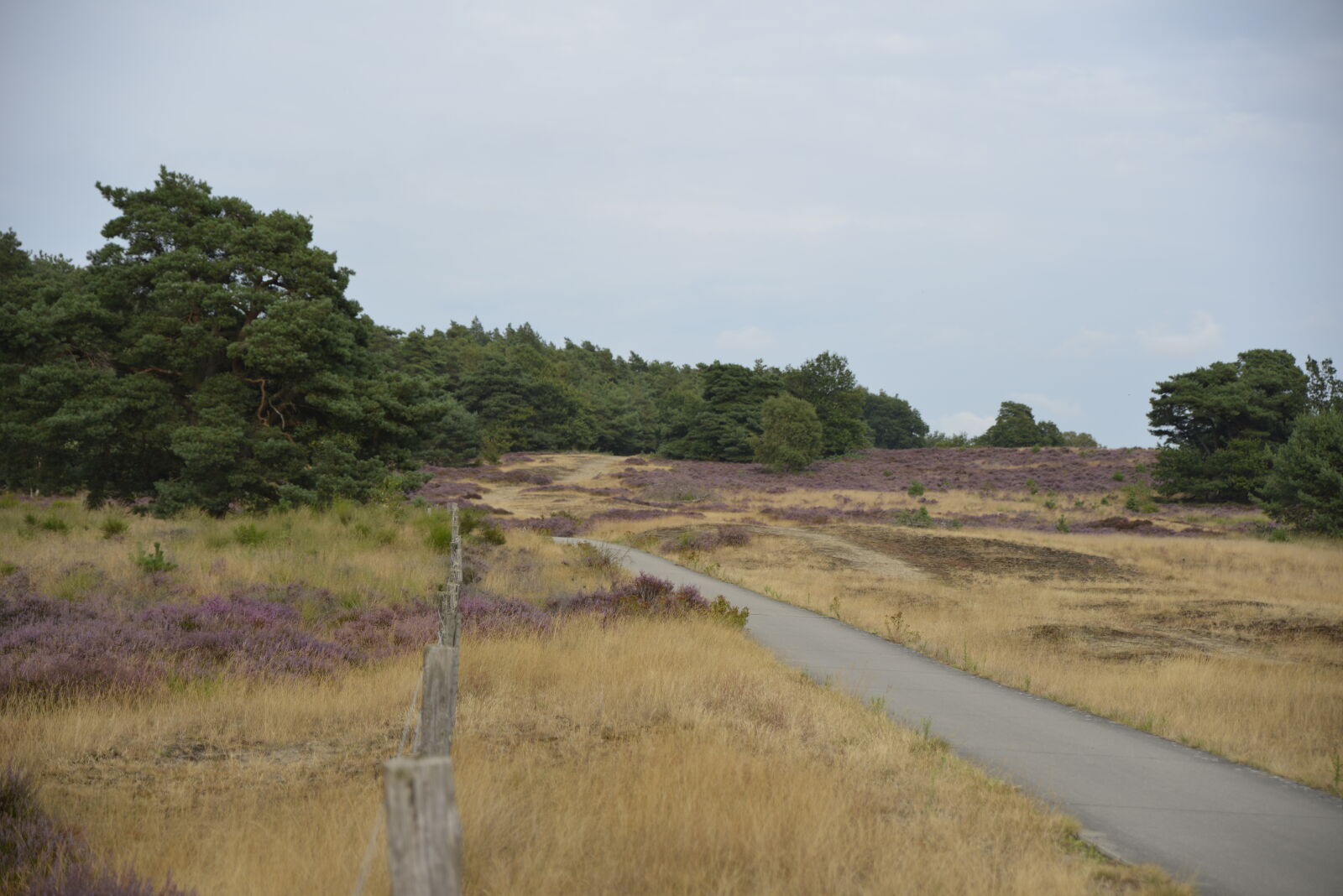 Nikon D800 sample photo