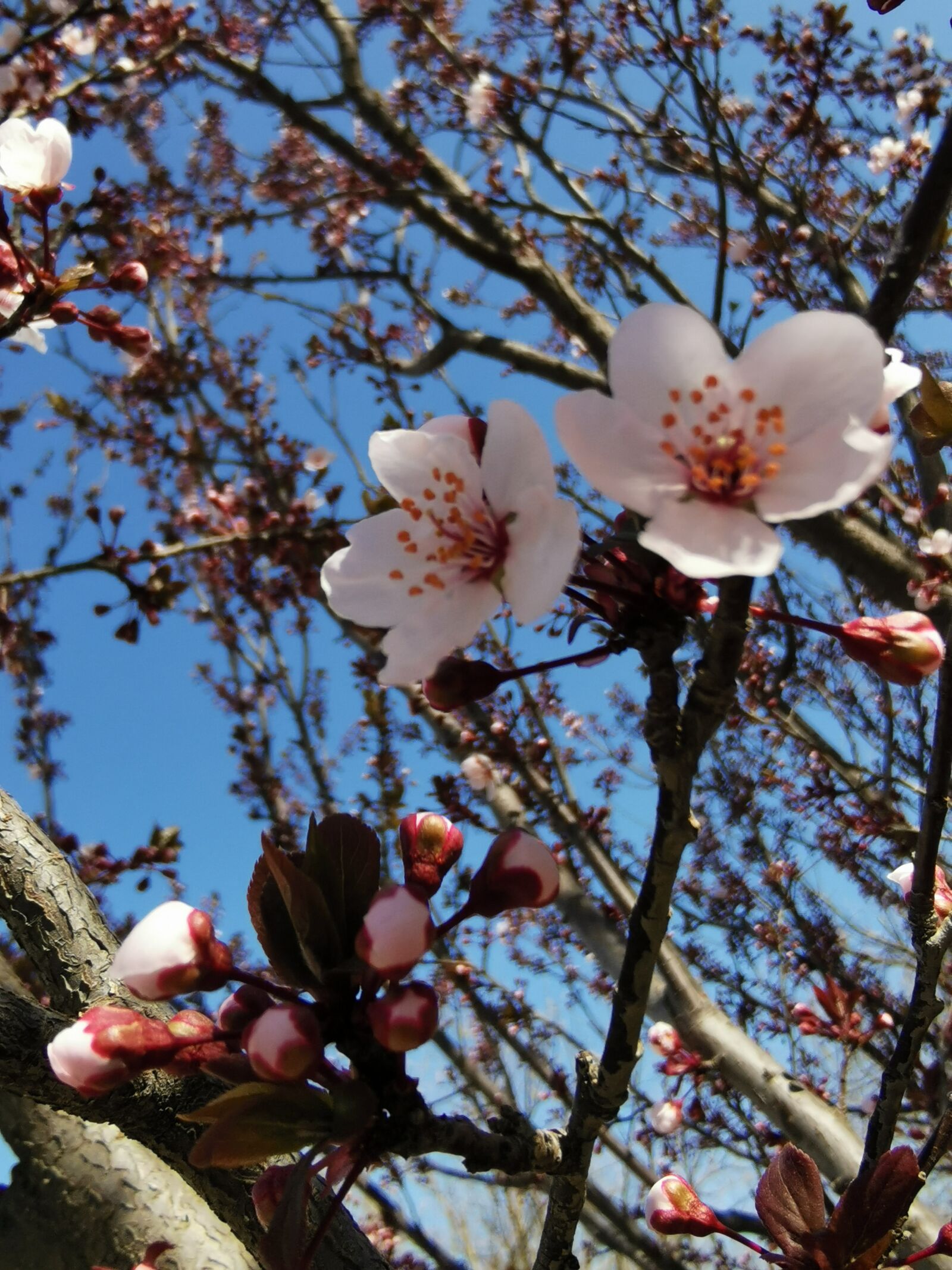 HUAWEI P30 sample photo. Flower, spring, cerasifera photography