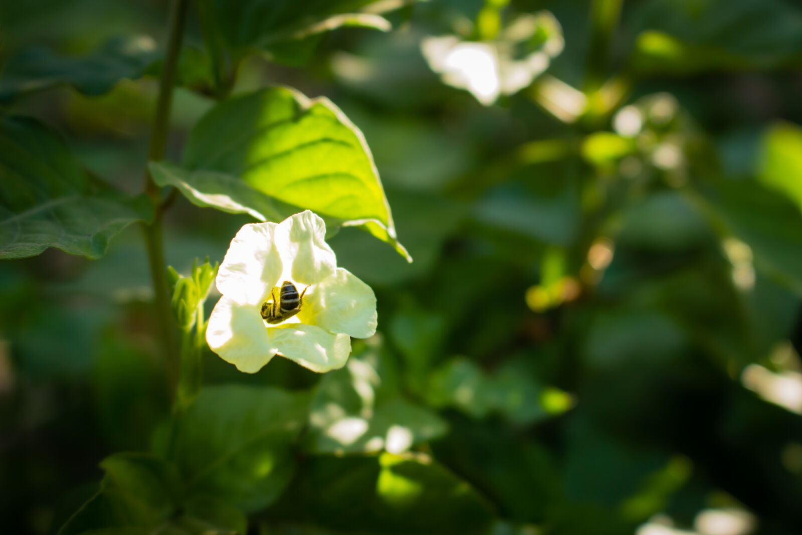 Canon EOS 100D (EOS Rebel SL1 / EOS Kiss X7) sample photo. Nature, green, beautiful photography