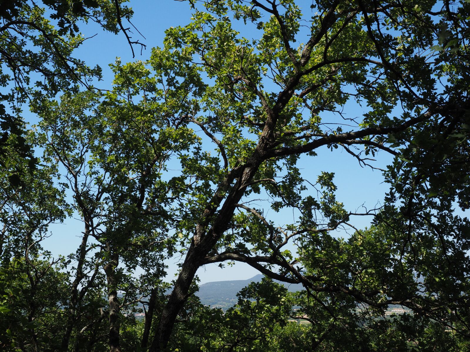 Olympus OM-D E-M1 + Olympus M.Zuiko Digital ED 12-40mm F2.8 Pro sample photo. Tree, oak, forest photography