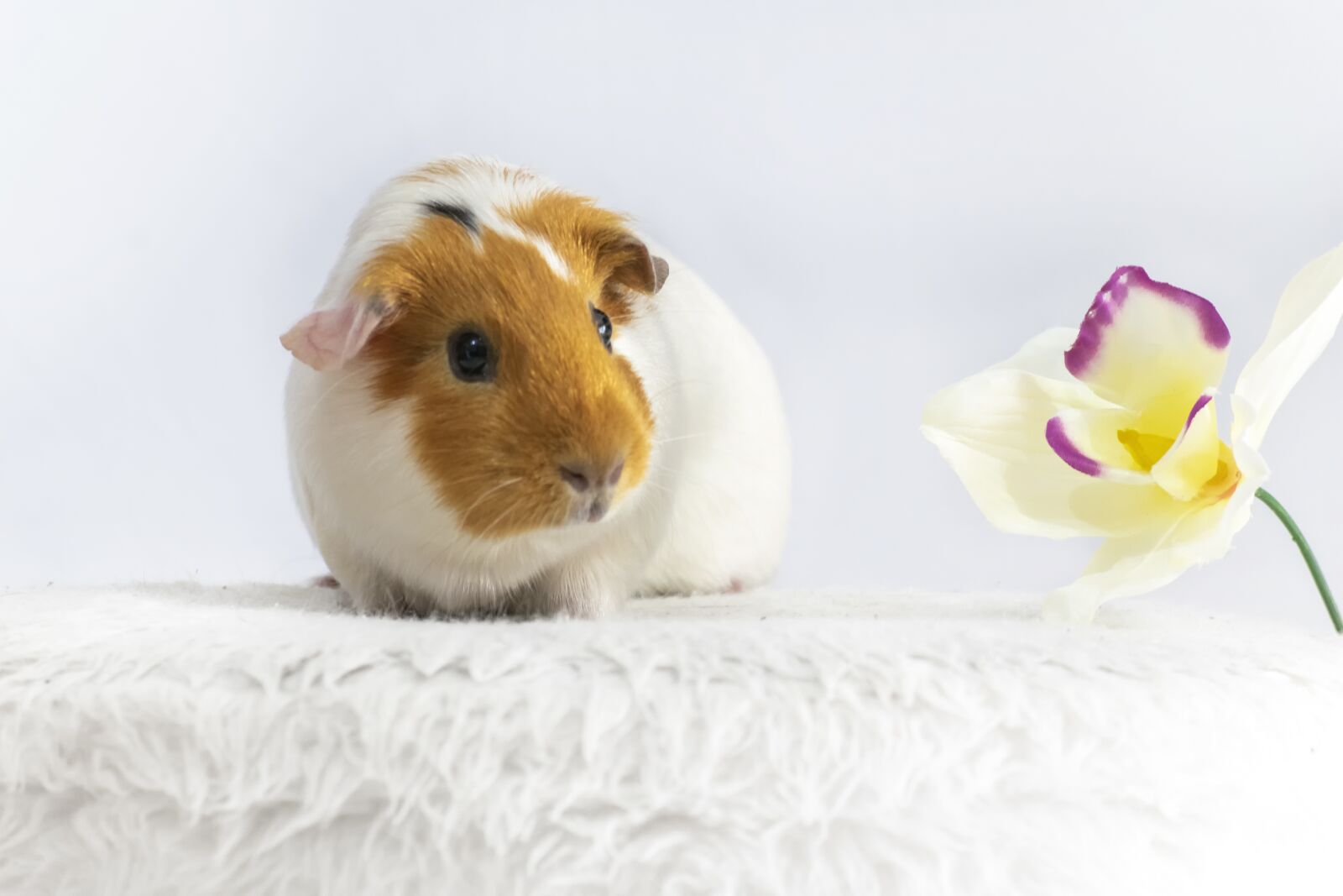 Nikon D3300 sample photo. Animal, guinea pig, rodent photography