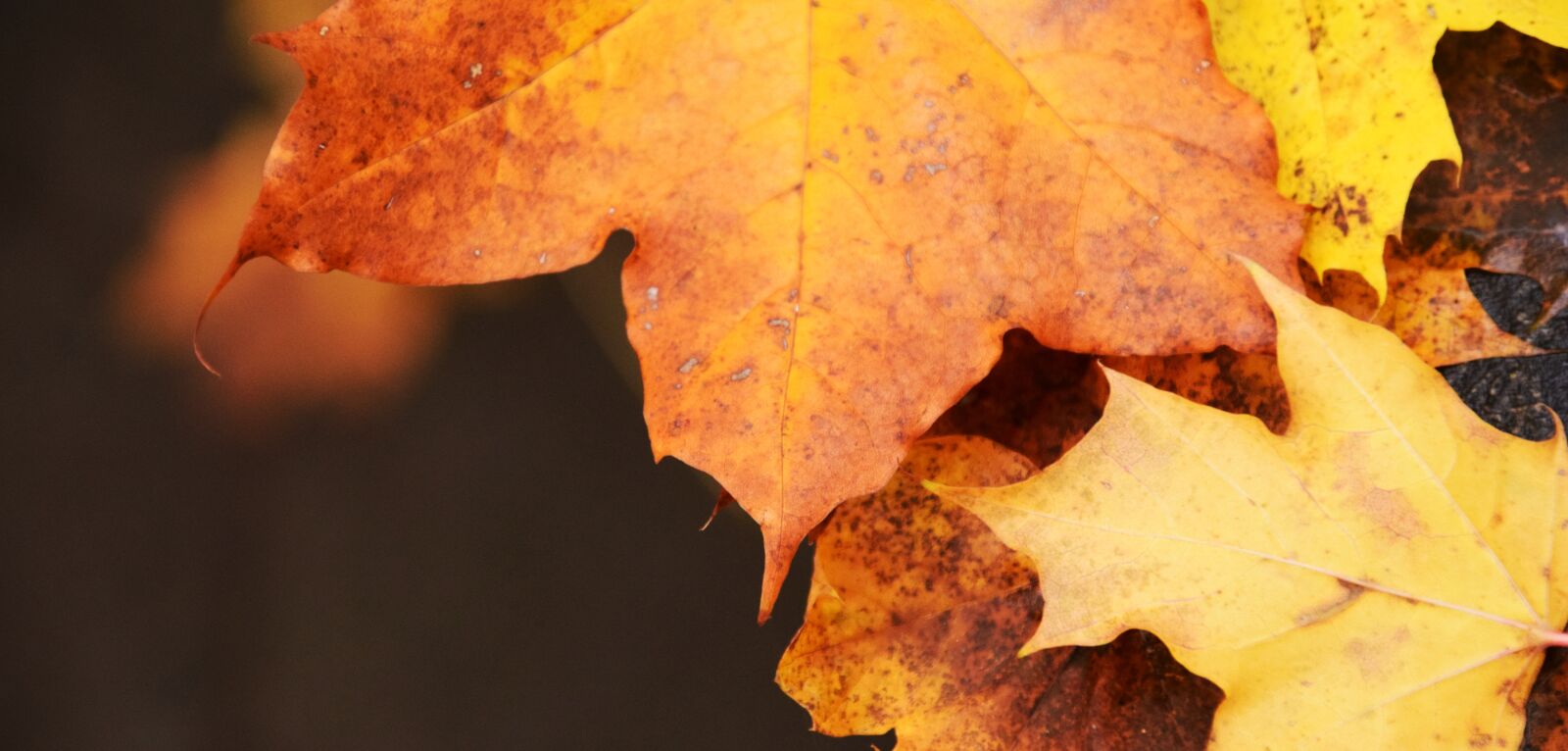 Nikon D3300 sample photo. Leaves, autumn, fall color photography