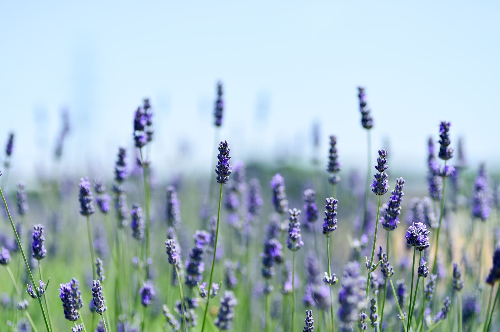 Nikon Df sample photo. Lavender, field, natural photography