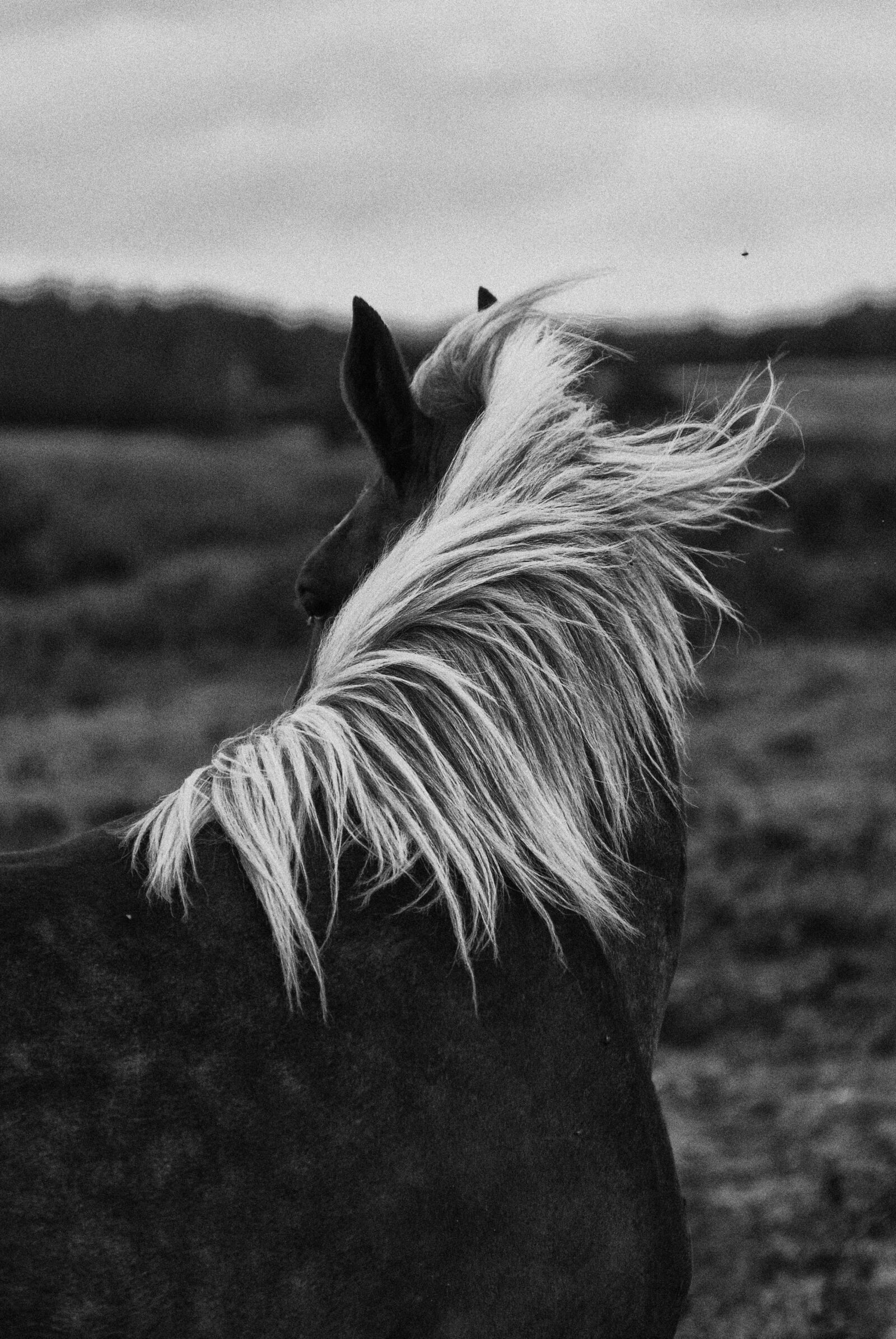Nikon D200 sample photo. Horse, horses, portrait photography