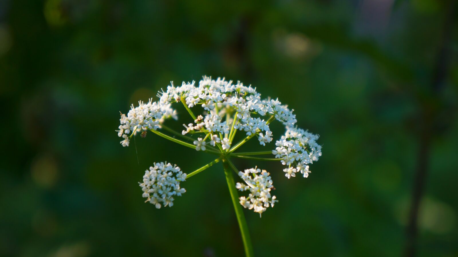 Sony Alpha a3000 + Sony E 18-55mm F3.5-5.6 OSS sample photo. Nature, plants, white photography