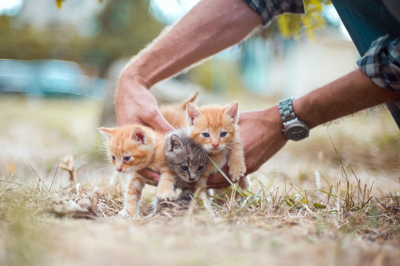 Nikon D700 sample photo. Kittens, small, hands photography