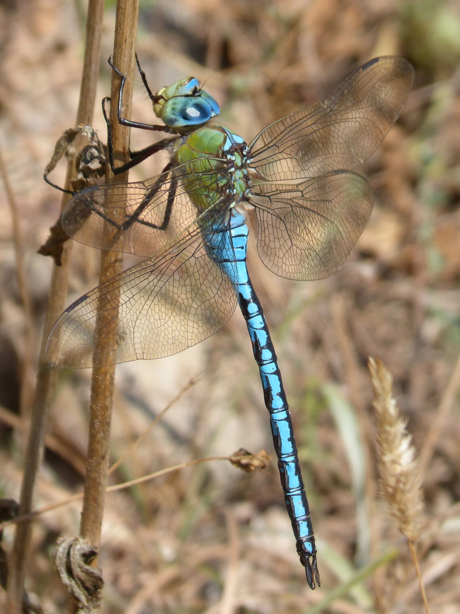 Panasonic DMC-FZ62 sample photo. Dragonfly, dragonfly large, blue photography