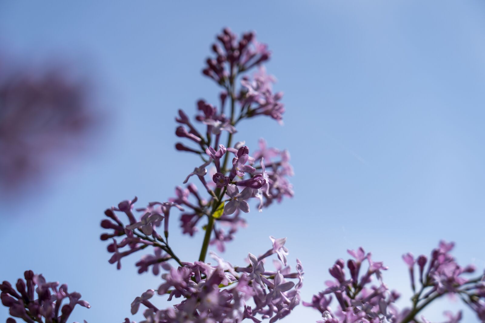 Sony FE 24-105mm F4 G OSS sample photo. Lilac, garden, nature photography