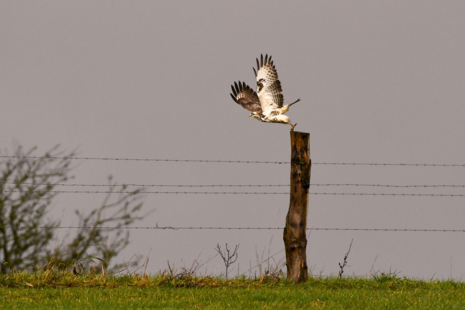 Nikon D500 sample photo. Bird of prey, common photography