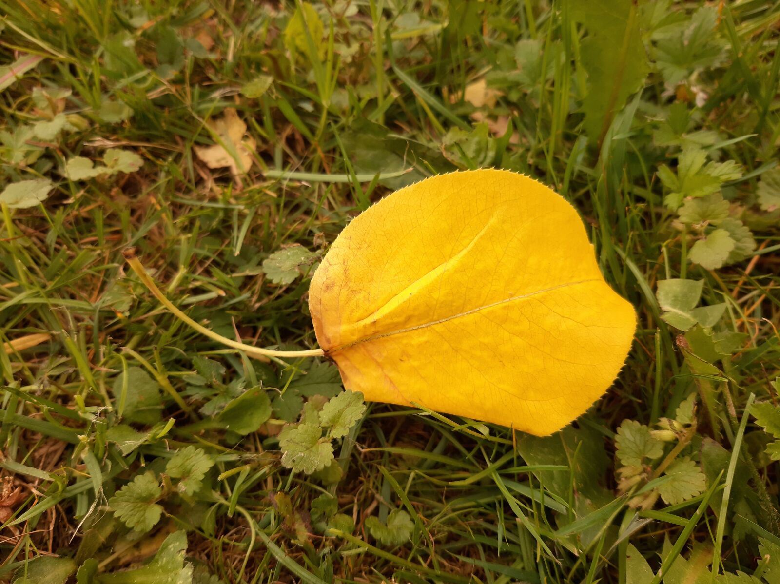 Samsung Galaxy A50 sample photo. Leaf, fall, autumn photography