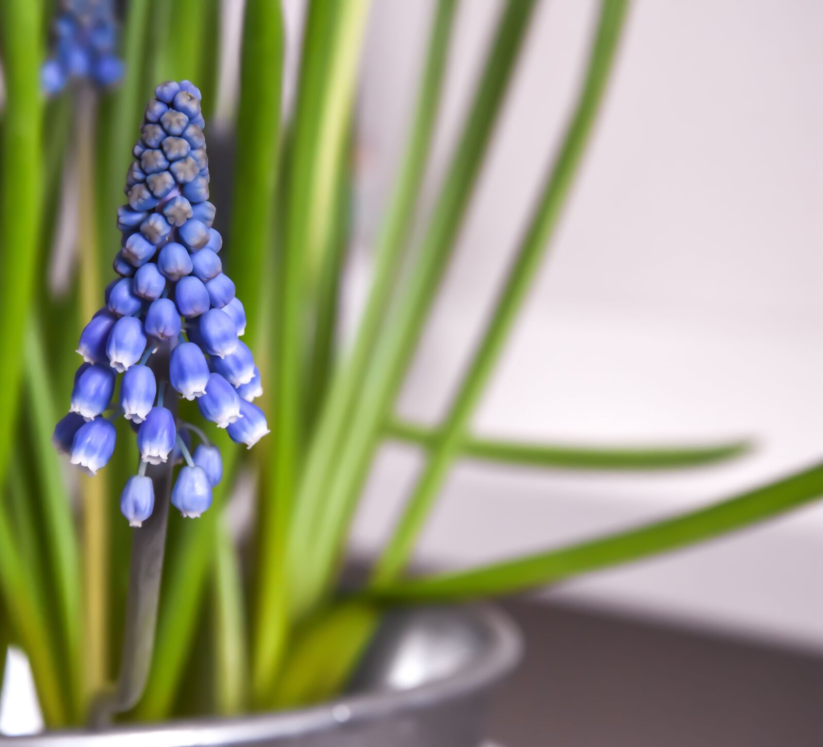 Nikon D7200 sample photo. Spring flowers, flowers, spring photography