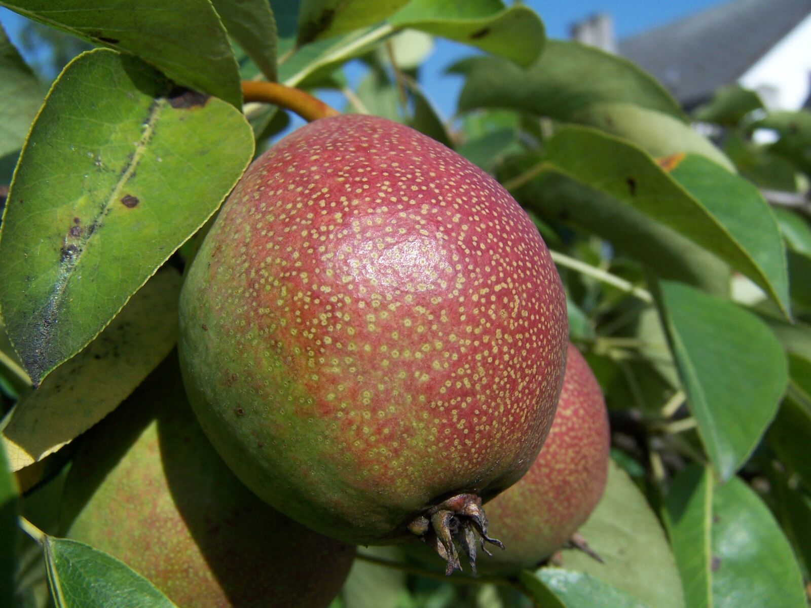 Kodak Z740 ZOOM DIGITAL CAMERA sample photo. Pear, fruit, foliage photography
