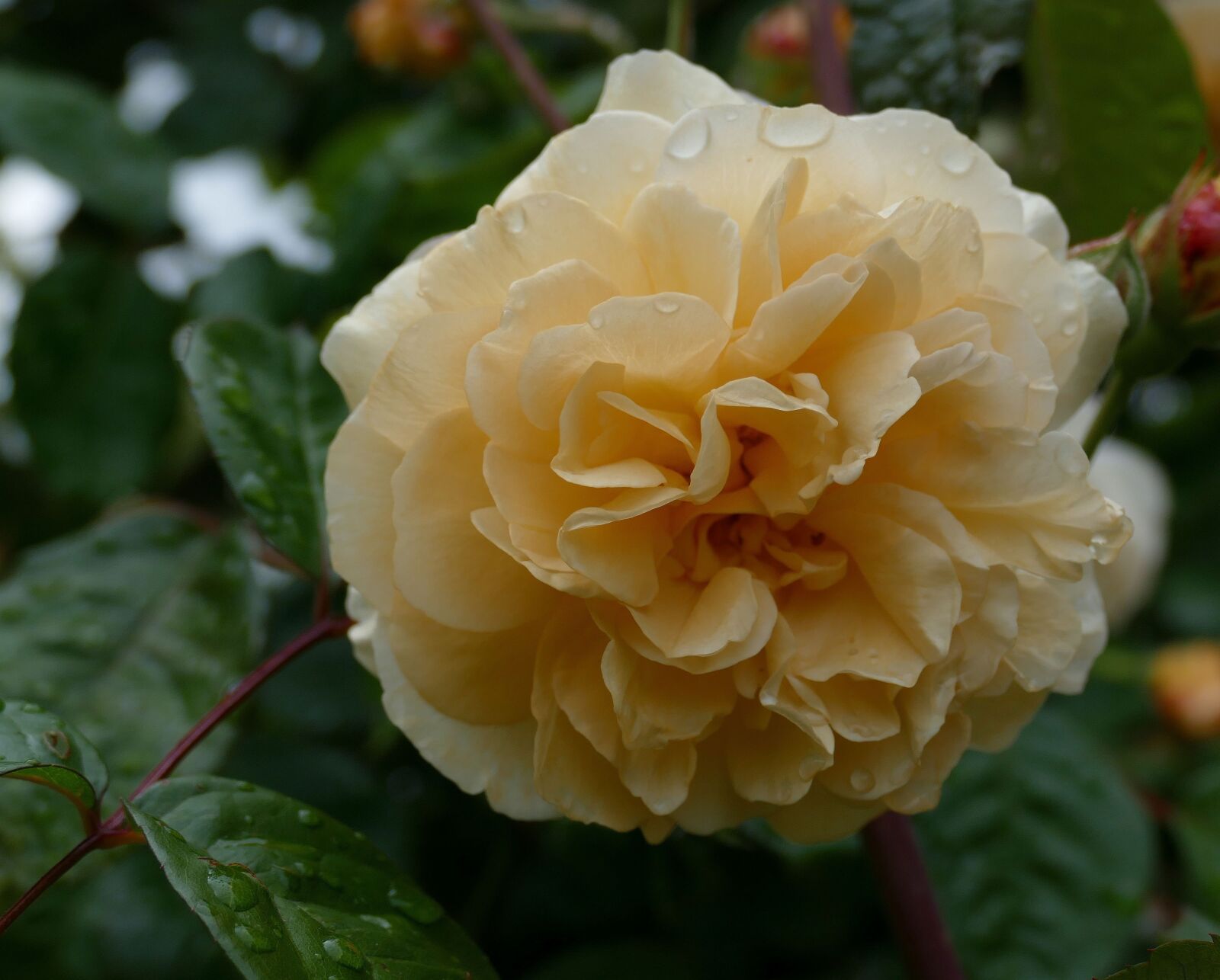 Panasonic Lumix DMC-FZ1000 sample photo. Rose buff beauty, garden photography