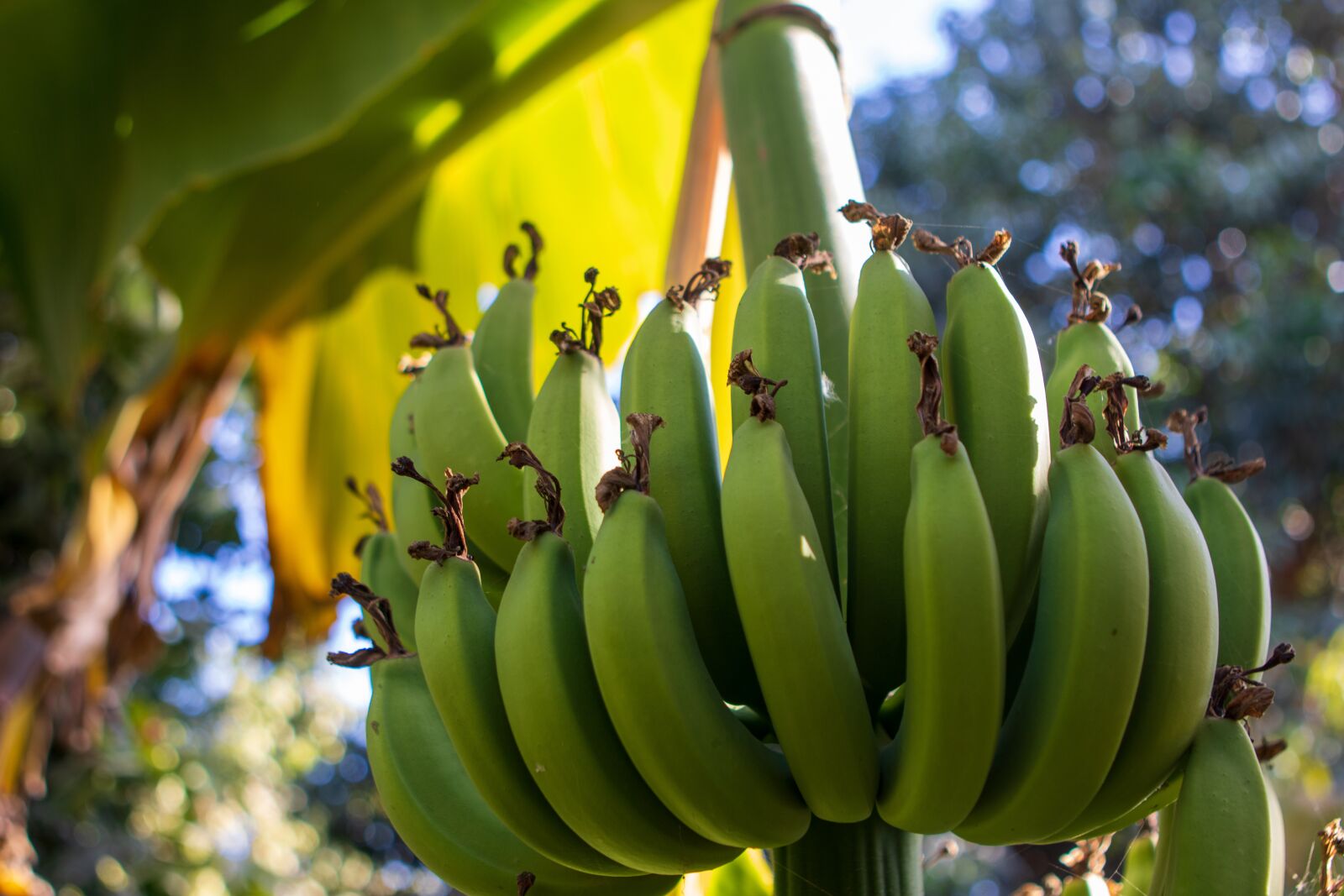 Canon EOS 200D (EOS Rebel SL2 / EOS Kiss X9) sample photo. Bananas, bunch, tree photography