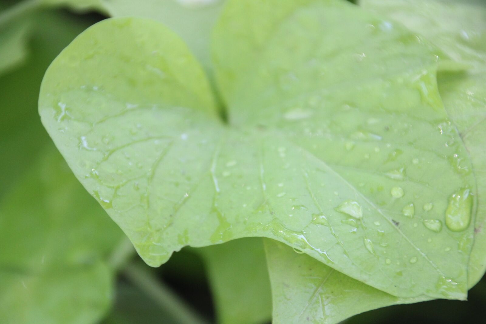 Canon EOS 60D sample photo. Water drops, green leaf photography