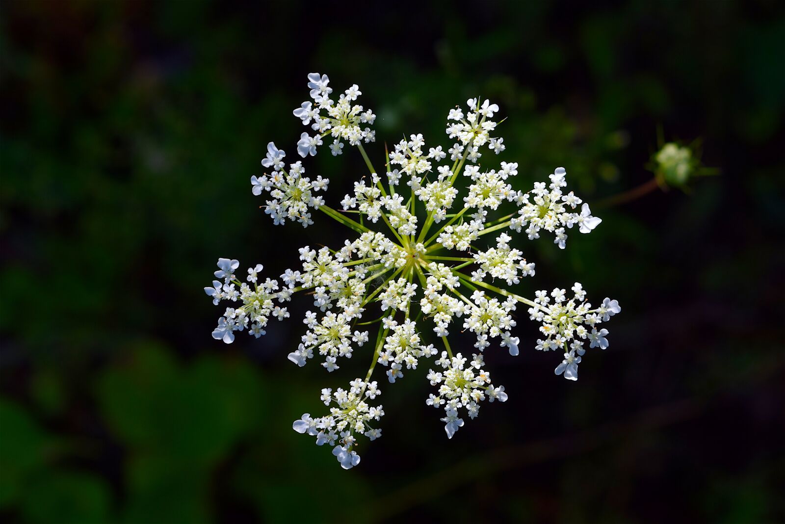 Nikon D3300 sample photo. Flower, white, white flower photography