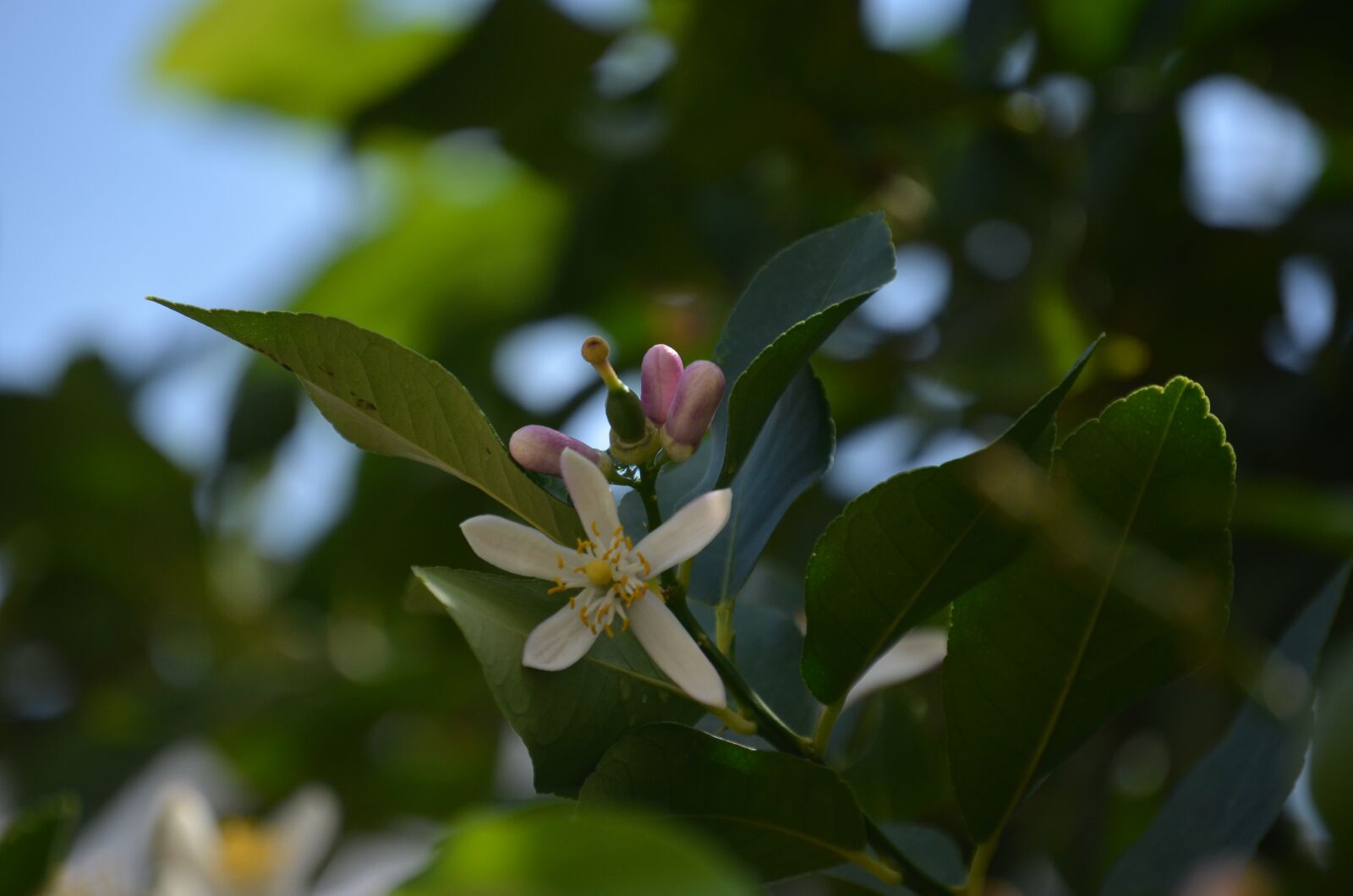 Nikon D5100 sample photo. Macro photography, nature, photography photography