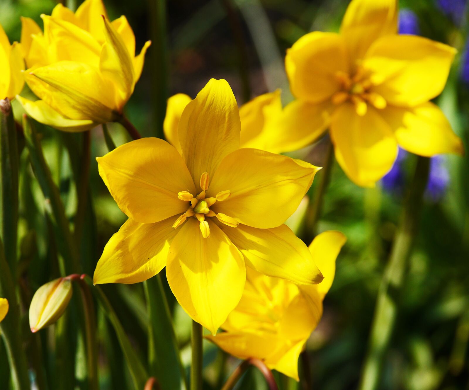 Panasonic Lumix DMC-GH3 sample photo. Early bloomer, spring flowers photography