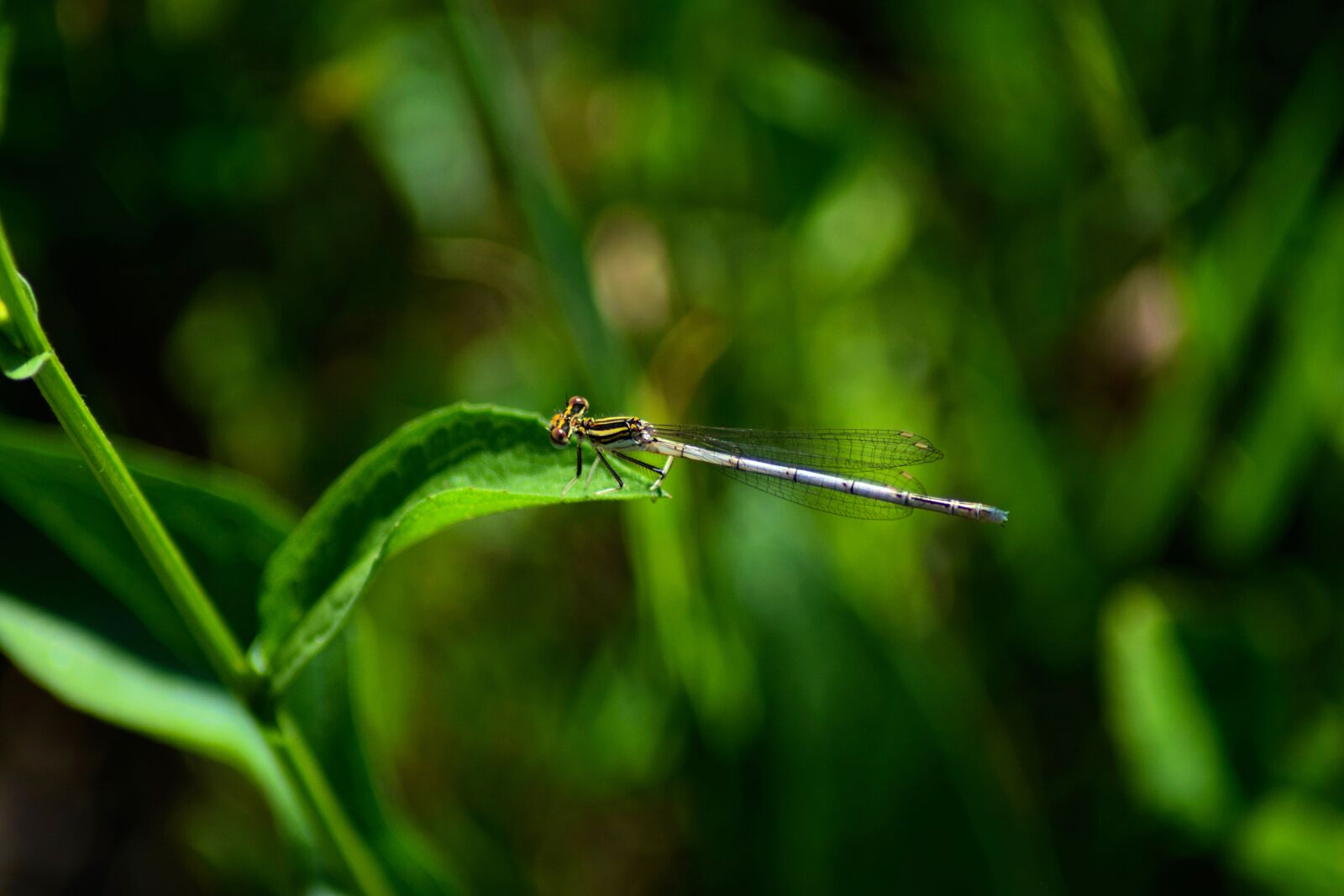 Nikon D3300 sample photo. Dragonfly, little, nature photography