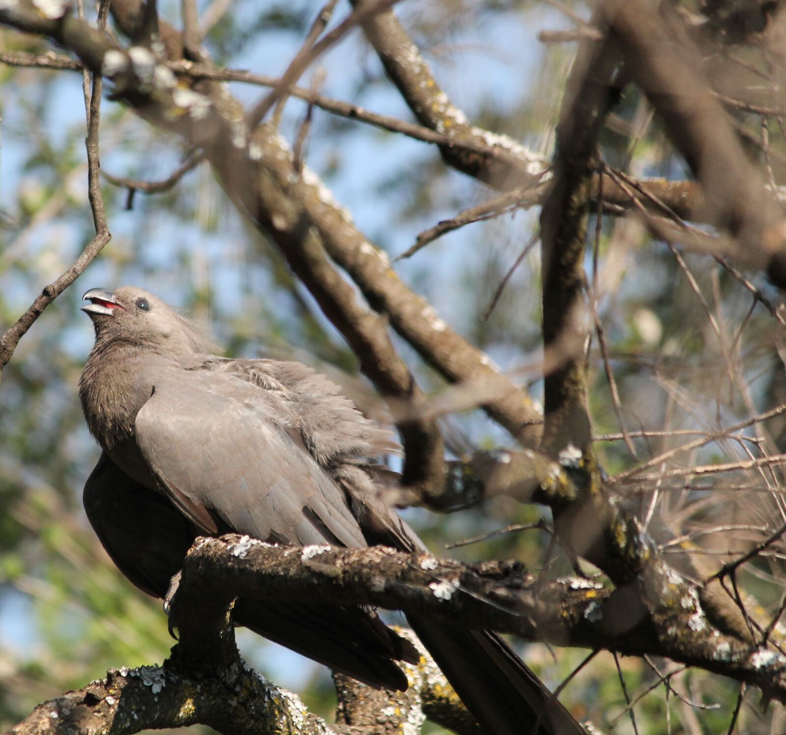 Canon EOS 1100D (EOS Rebel T3 / EOS Kiss X50) sample photo. Animal, bird, grey lourie photography