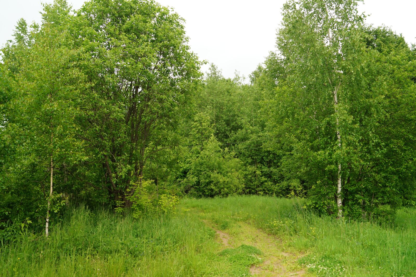 Sony SLT-A57 sample photo. Forest, silence, nature photography