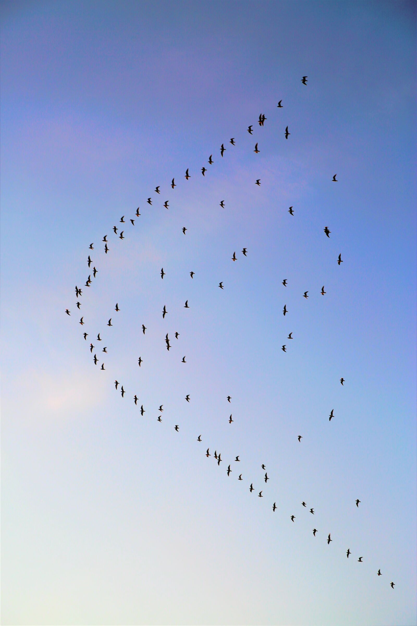 Canon EF 24-105mm F4L IS USM sample photo. Birds, sky, landscape photography