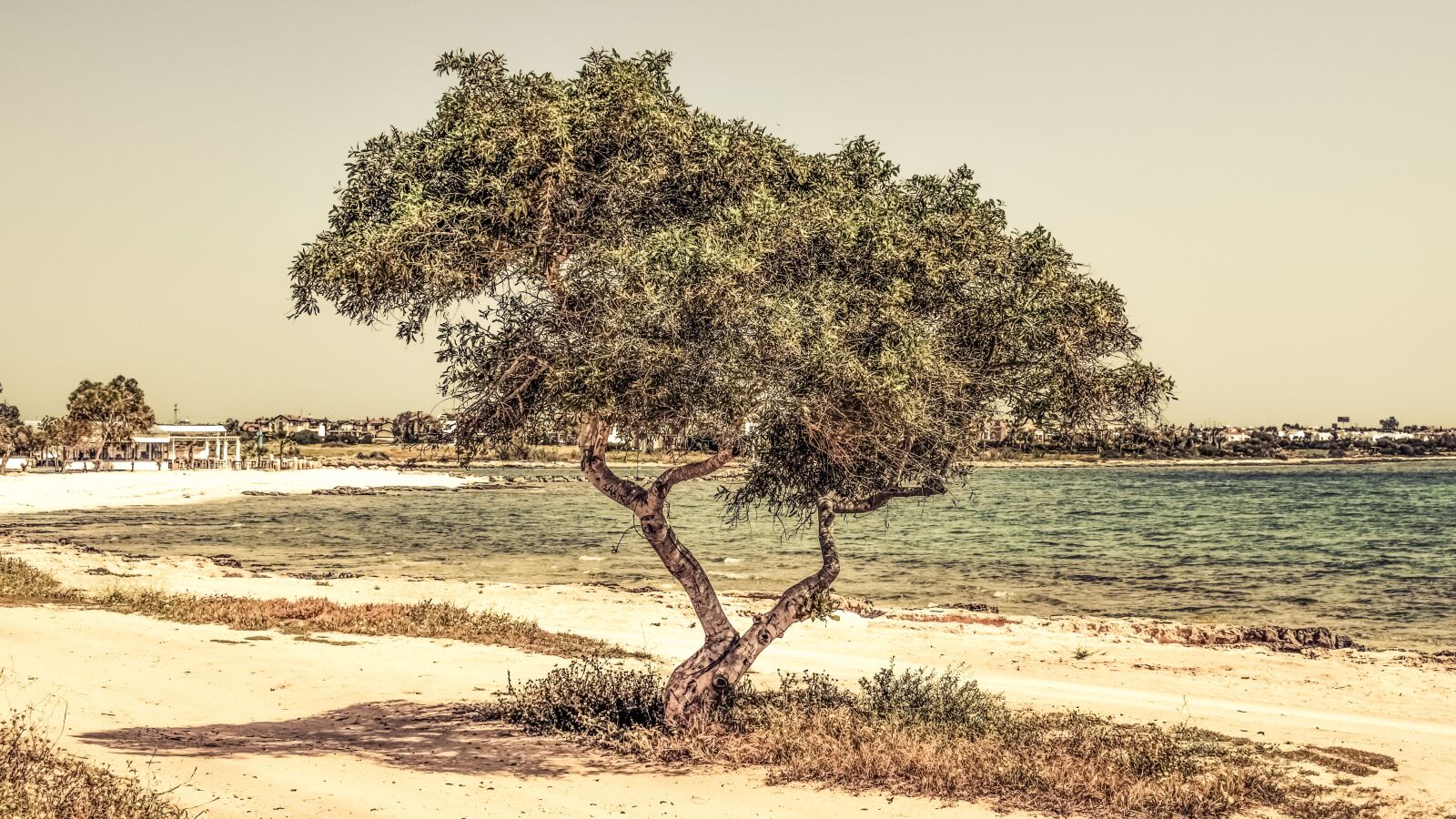 Nikon D3300 sample photo. Cyprus, potamos liopetri, tree photography