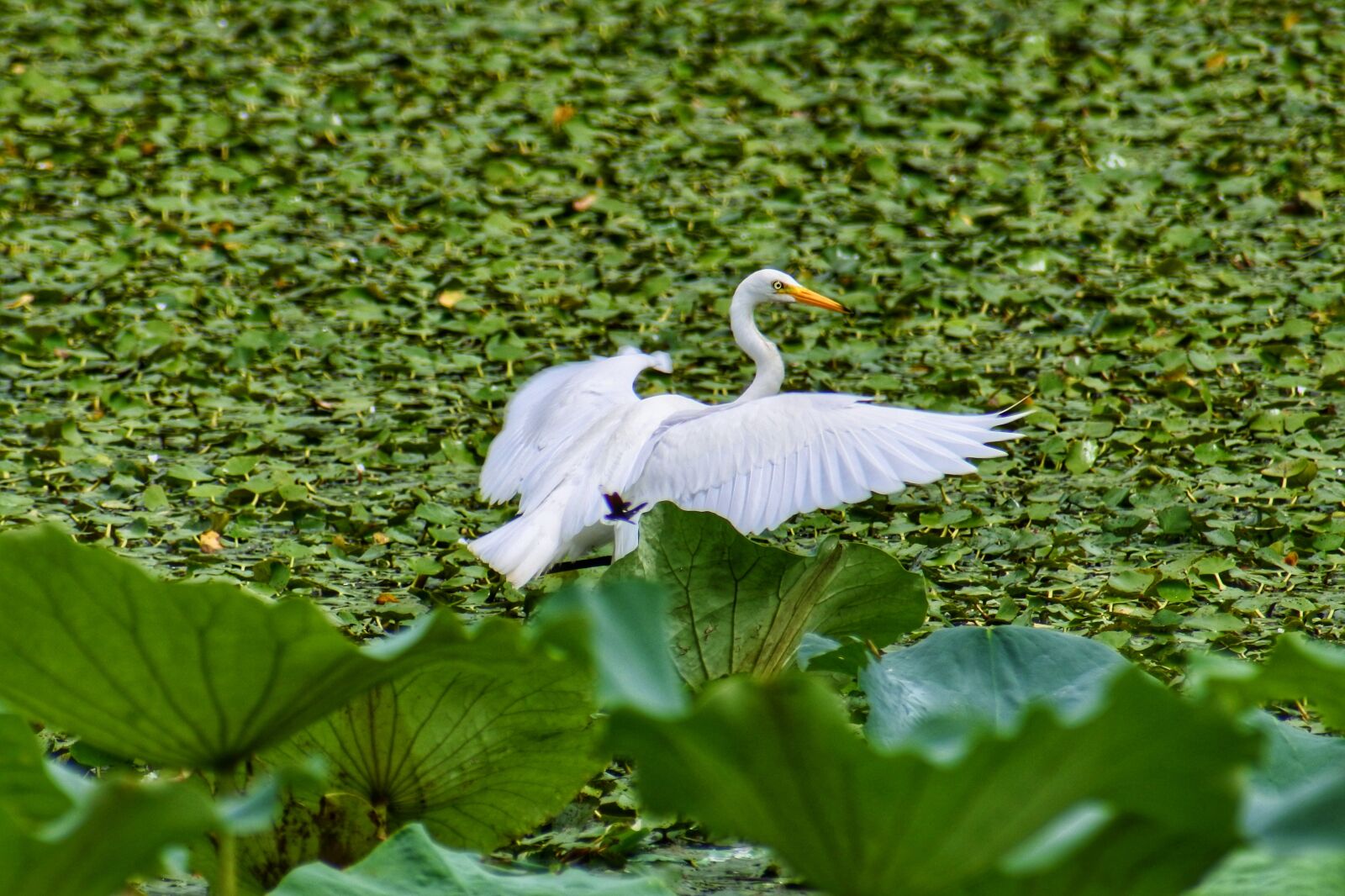 VR 70-300mm f/4.5-6.3G sample photo. Animal, pond, plant photography