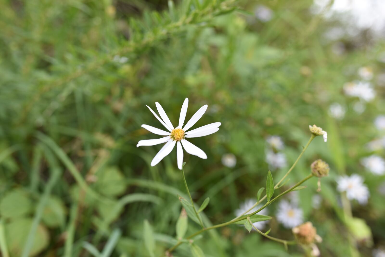 Nikon D750 sample photo. Flower, nature, white photography