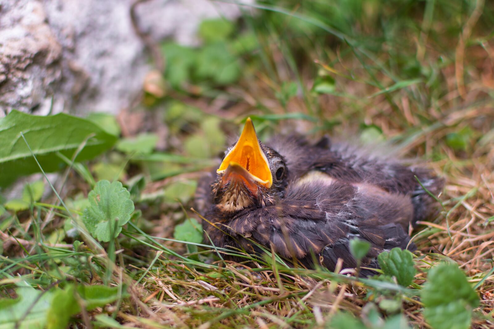Nikon D7200 sample photo. Blackbird, chicken, bird photography