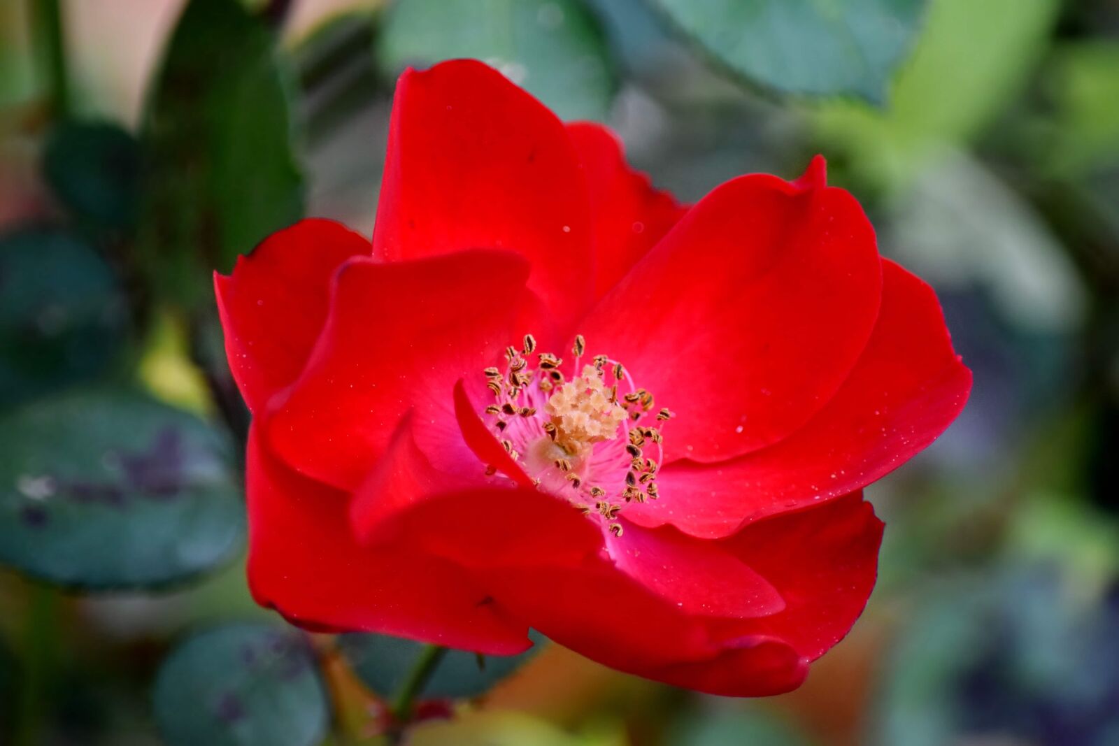 Nikon D5500 sample photo. Close-up, detail, macro, pistil photography