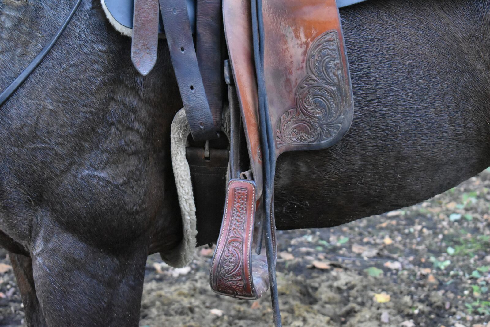 Nikon D3500 sample photo. Horse, saddle, the stirrup photography