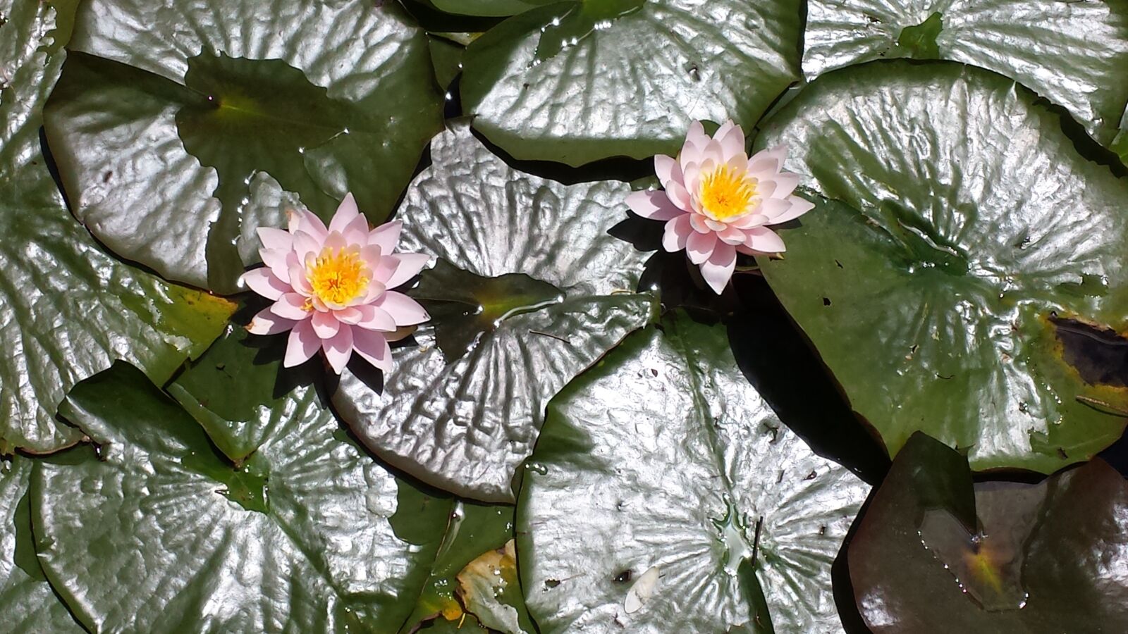 Samsung Galaxy S4 sample photo