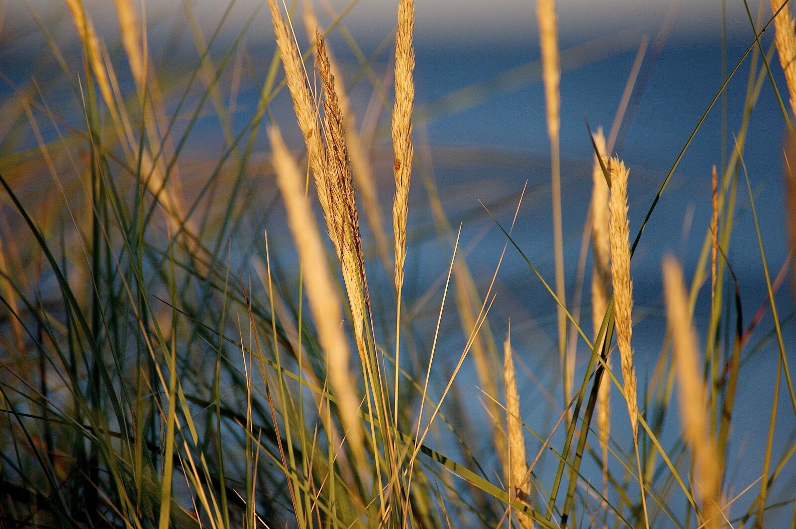 Sony Alpha DSLR-A350 sample photo. Abendstimmung, dune, beach photography