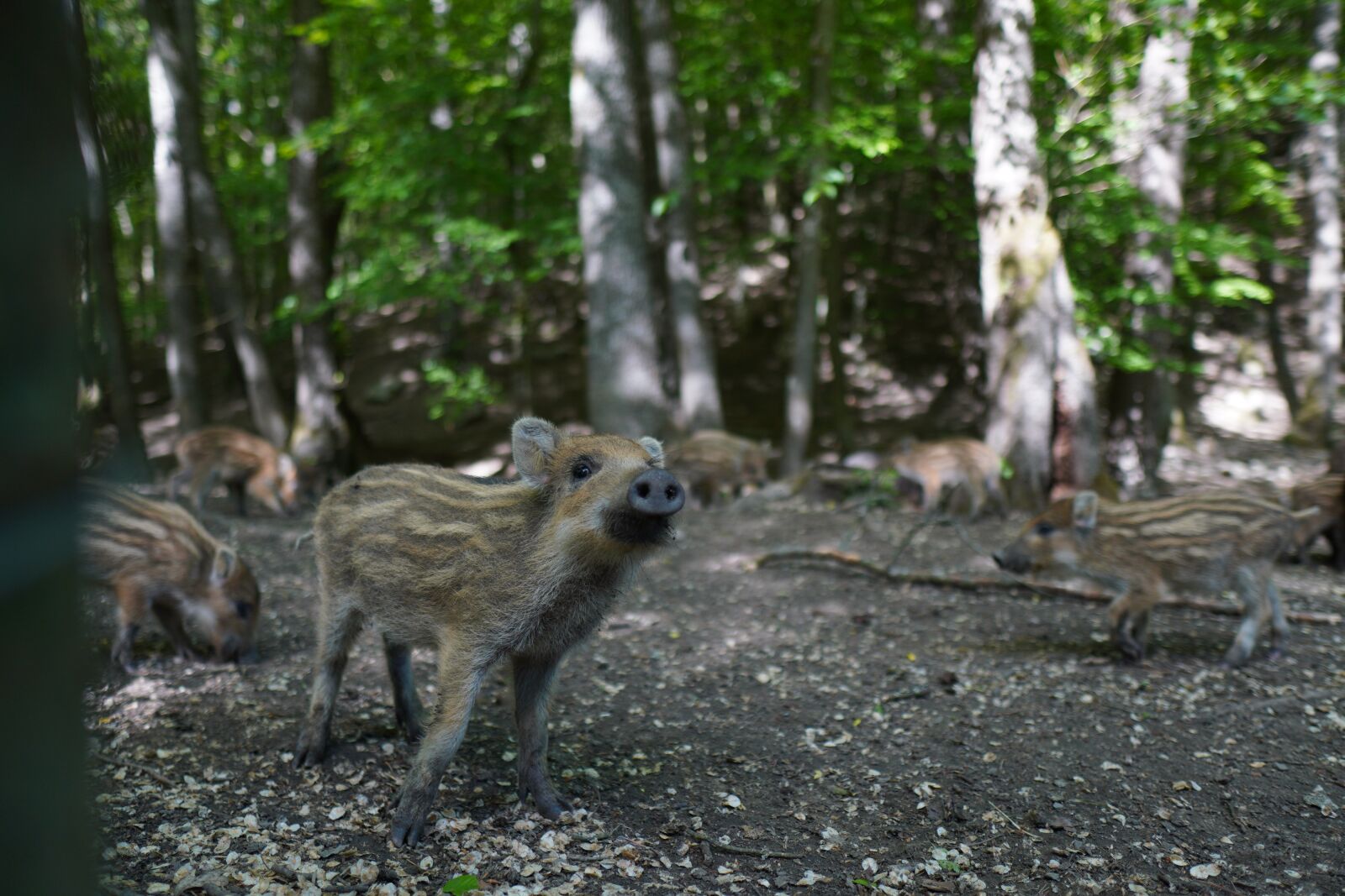 Sony a6400 + Sigma 16mm F1.4 DC DN | C sample photo. Wild boar, pig, sows photography