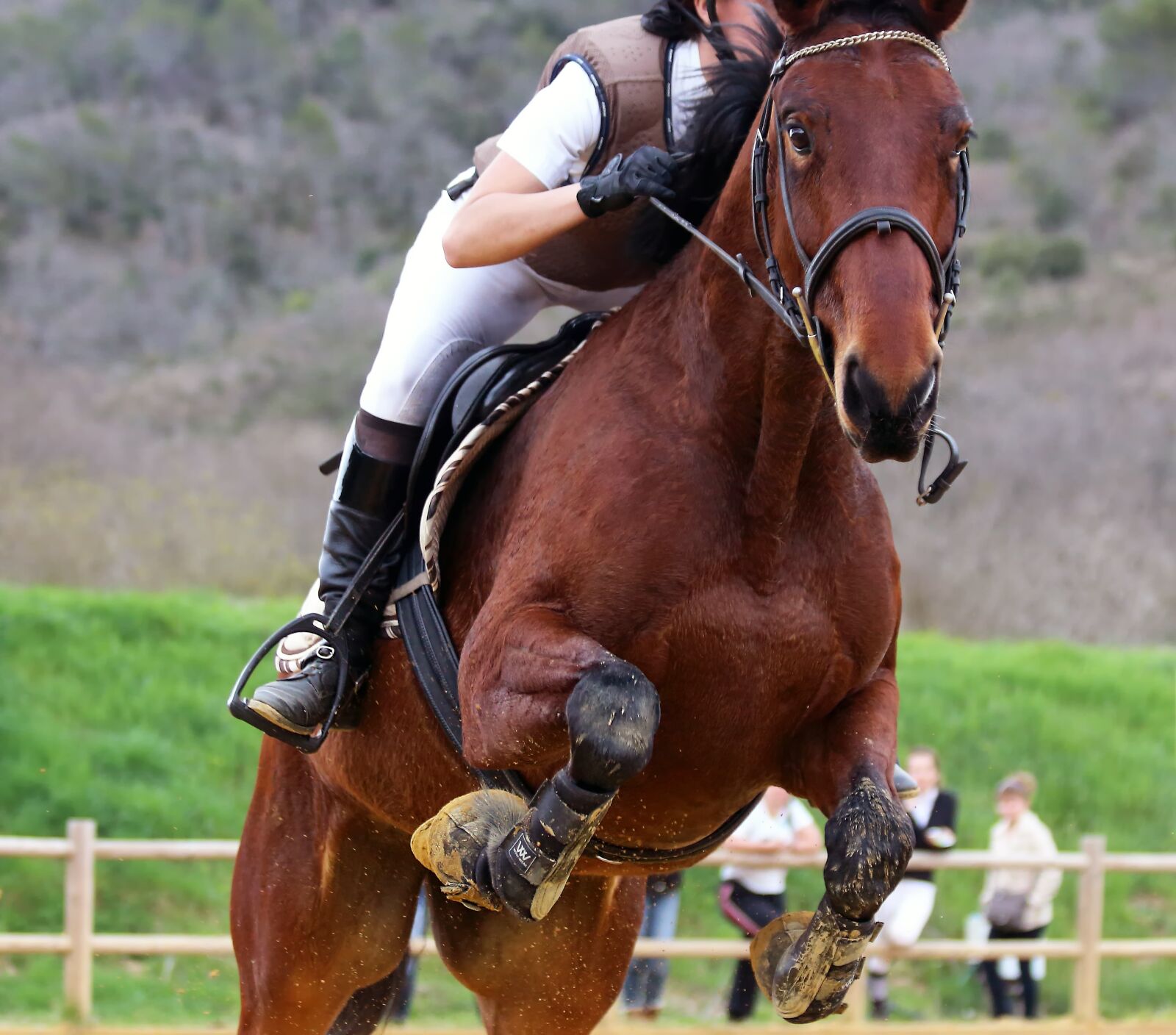 Canon EOS 650D (EOS Rebel T4i / EOS Kiss X6i) sample photo. Horse, jumper, equine photography