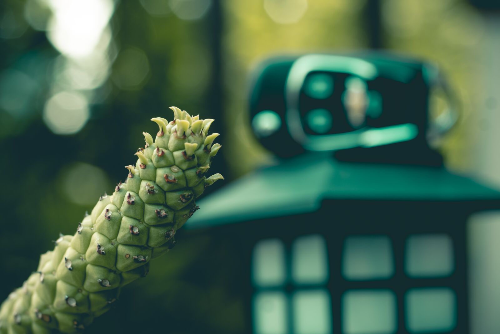 Canon EOS 700D (EOS Rebel T5i / EOS Kiss X7i) + Canon EF 50mm F1.8 STM sample photo. Green, pineapple, aloe vera photography