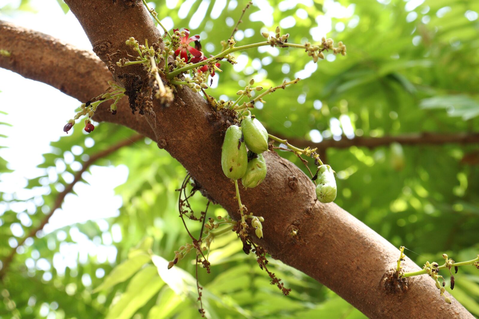 Canon EOS 250D (EOS Rebel SL3 / EOS Kiss X10 / EOS 200D II) sample photo. Kerala, bilimbi, tree photography
