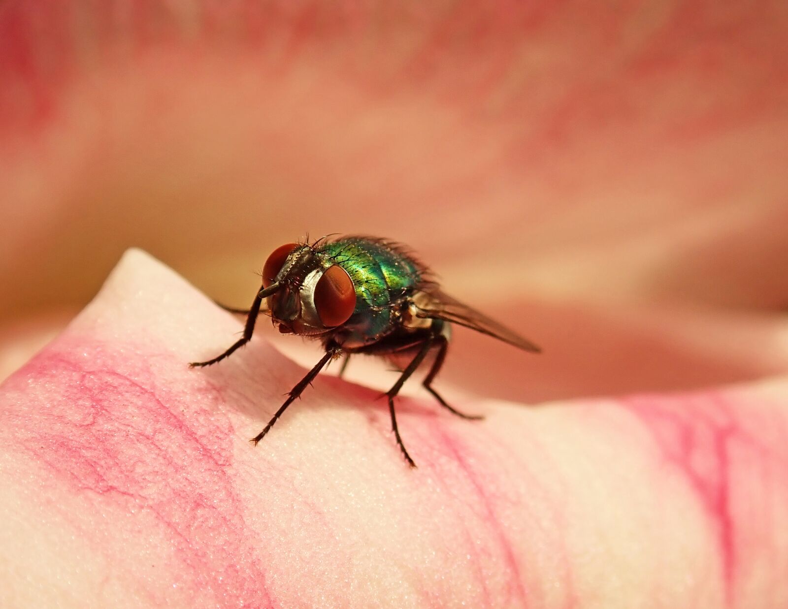 Olympus TG-5 sample photo. Fly, insect, resting photography