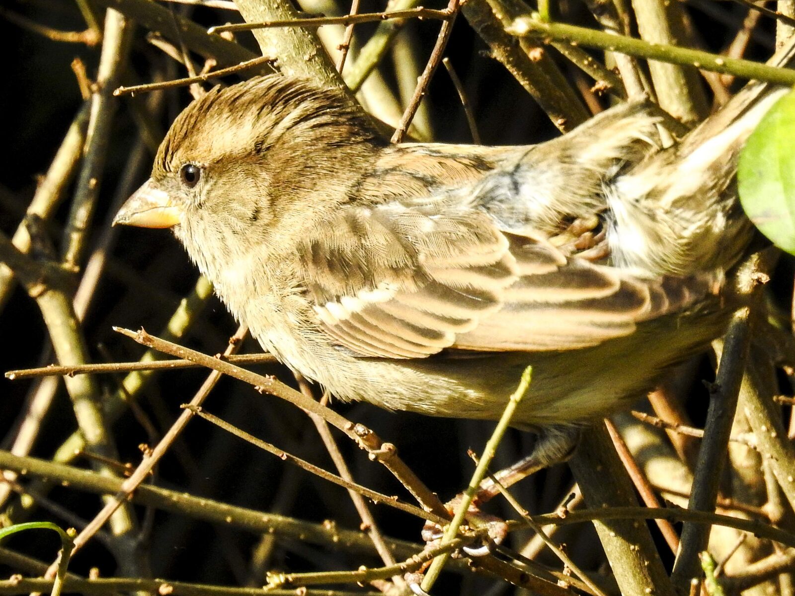Nikon Coolpix P900 sample photo. House sparrow, sperling, bird photography