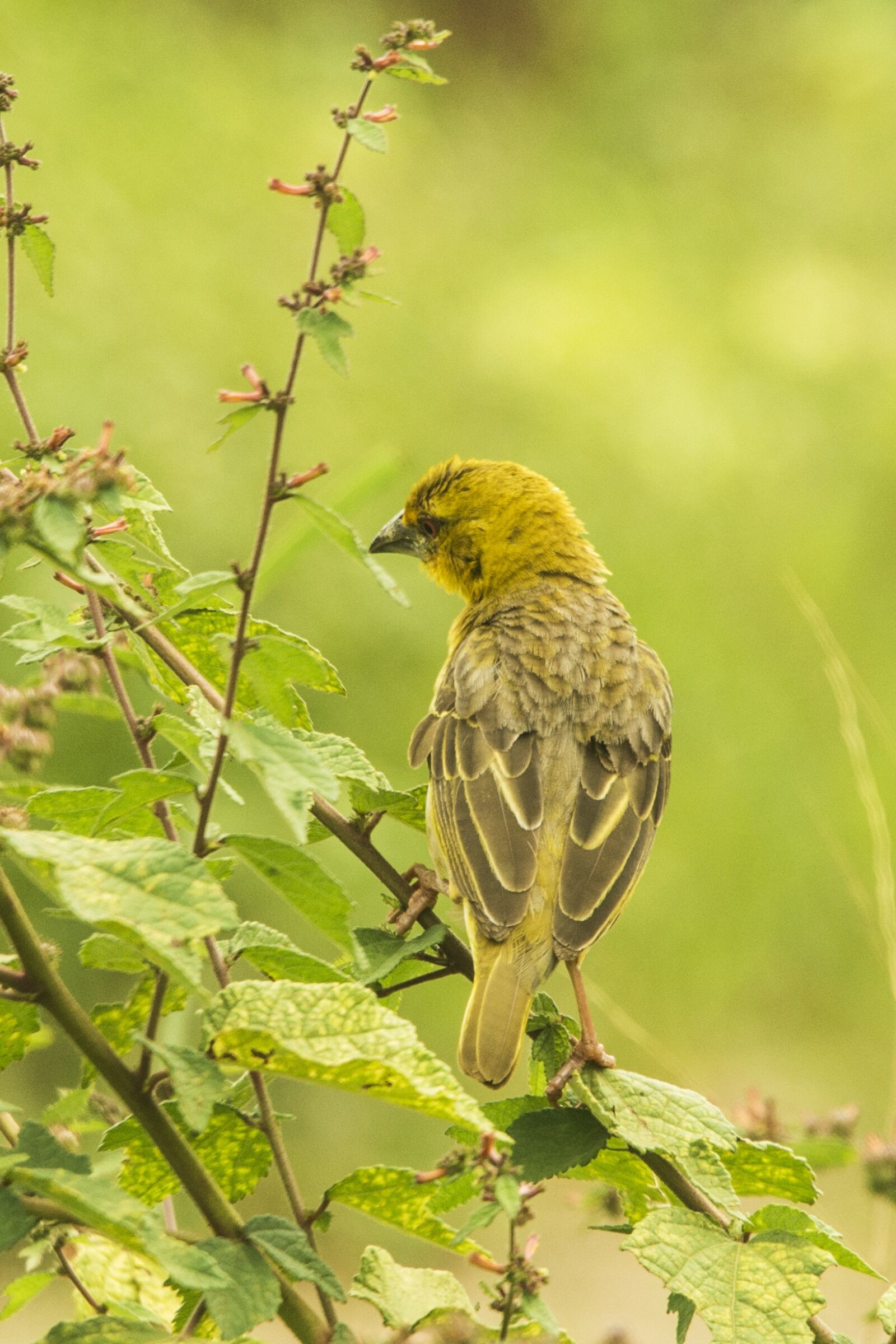 Nikon D800 sample photo. Nesting, african birds, nature photography