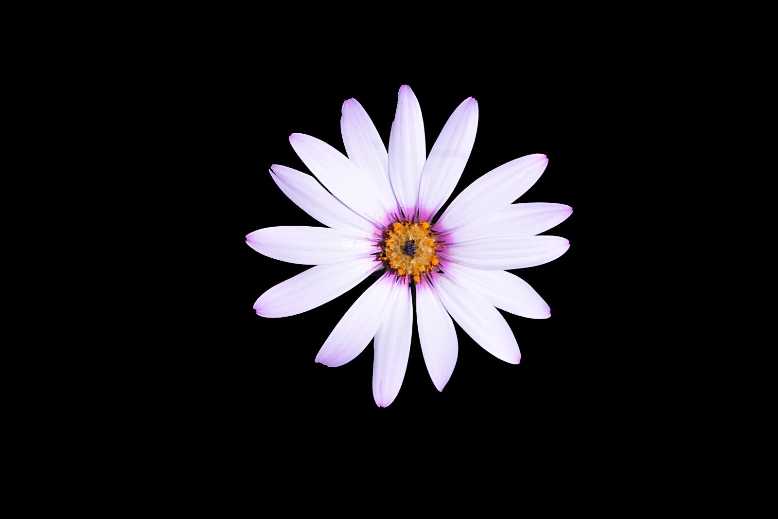 Nikon D5200 sample photo. Marguerite, flower, flora photography
