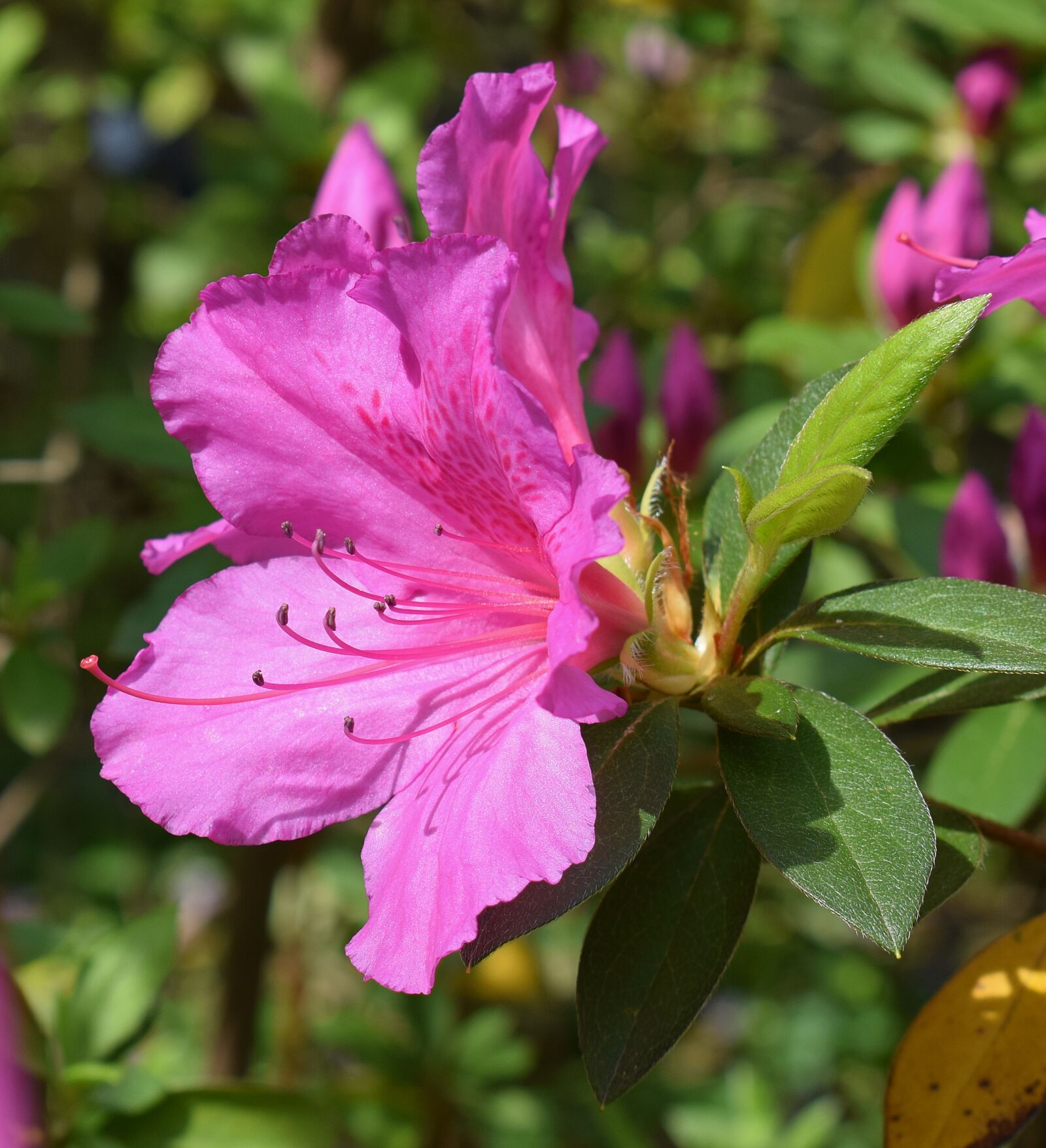 Nikon D3300 sample photo. Hot pink azalea, azalea photography